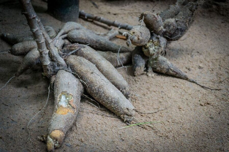 Cu Chi Tunnels Tour Afternoon Trip - Tour Overview