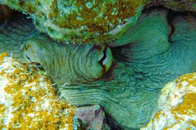 Culebra Snorkeling Day Trip - Snorkeling Adventure in Culebra