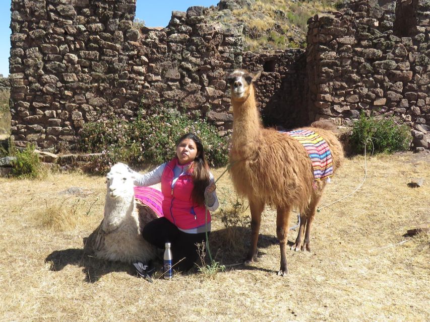Cusco: Alpaca Therapy in the Cuyo Chico Community Half Day