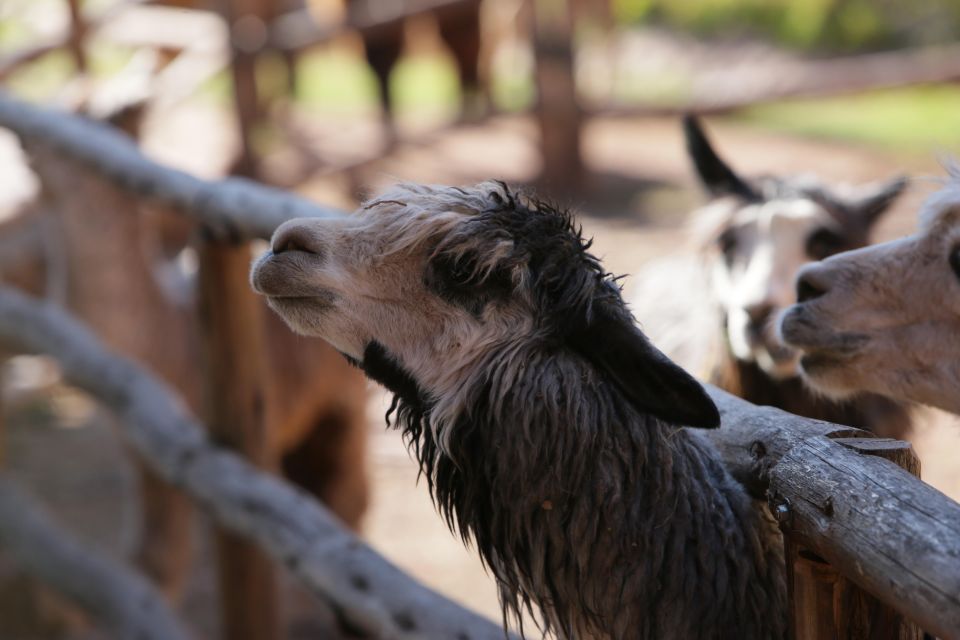 Cusco Expert Guide & City Tour - Good To Know
