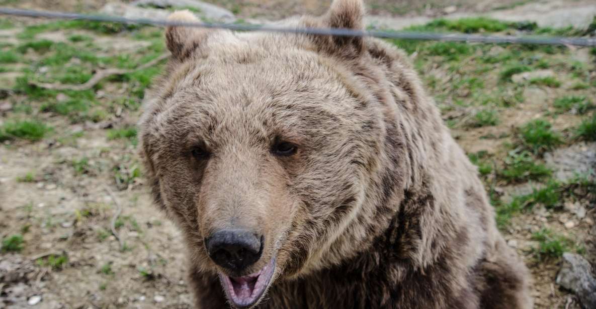 Day Trip Bran Castle, Rasnov Fortress and Bear Sanctuary - Encounter Bears at LiBEARty Sanctuary