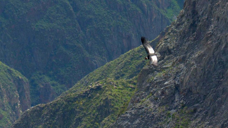 Day Trip to Chivay and Colca Canyon in Arequipa