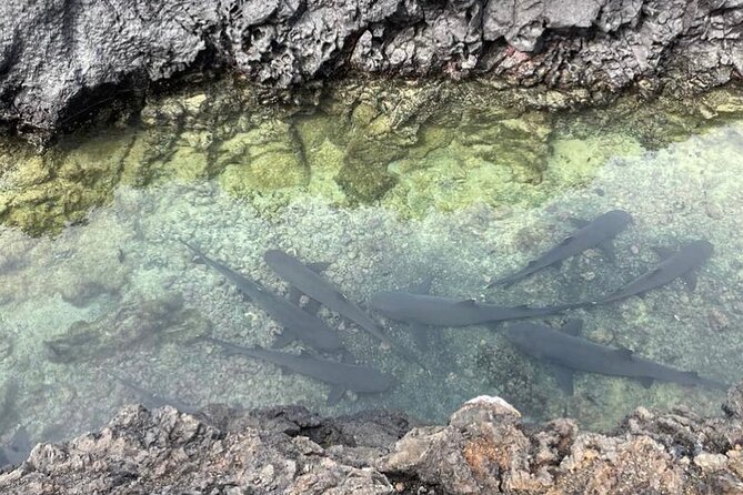 Day Trip to Isabela Island and Tintoreras in Galápagos - Good To Know