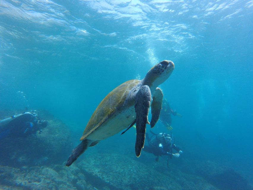 Deep Dive Discovery - Scuba Diving in Paracas - Booking Details