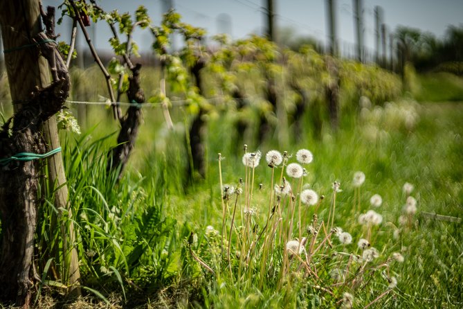 Discovering the Wines of Franciacorta - Unique Winery Experiences
