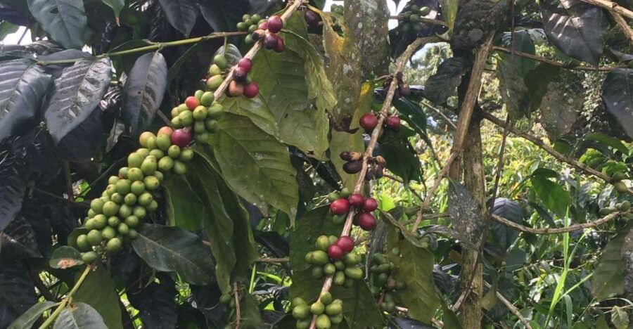 Discovery Wanagiri Unknow – Aling Aling Waterfall Trekking - Good To Know