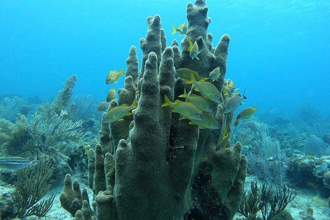 Diving Experience in San Andres
