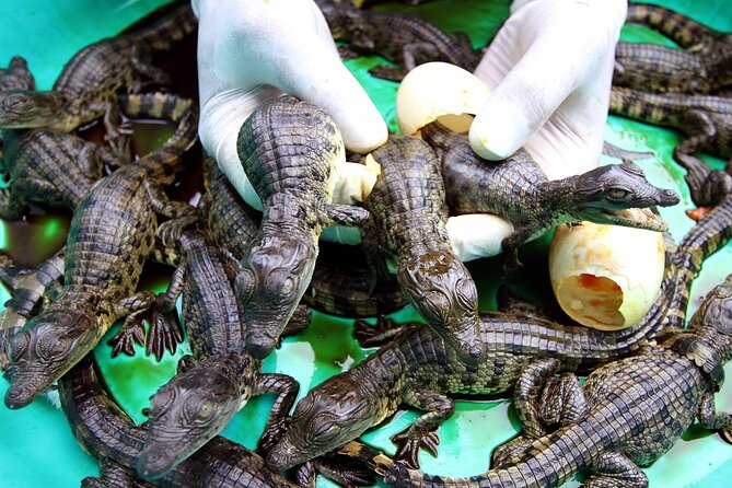 Dubai Crocodile Park Ticket With Transfers - Pickup and Drop-off Information