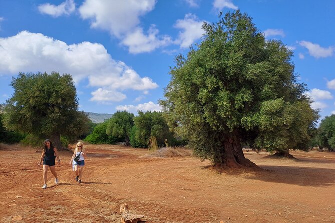 E-Bike Tour in Ostuni, the Centuries-Old Olive Trees and the Rock Village - Highlights of the E-Bike Tour