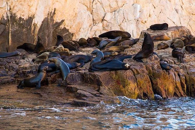 Enjoy Cabo San Lucas City Tour and Amazing Sea Adventure to Lands End! - Tips for a Memorable Experience
