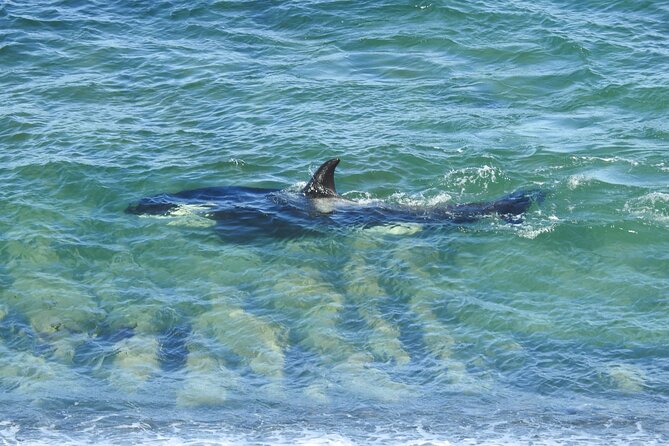 Exciting Orcas Watching Private Tour Await - Tour Overview