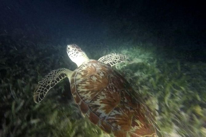 Exciting Roatan Snorkeling & Sightseeing Tour - Tour Highlights