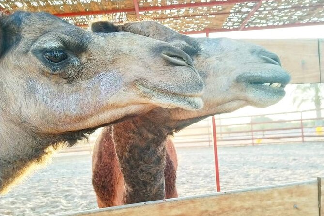 Exclusive Camel Buggy Adventure in Ica - Experience Highlights