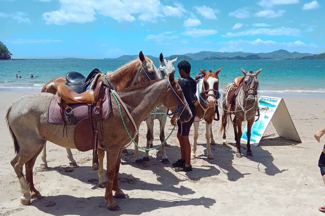 Exclusive Horseback Adventure in Playa Conchal - Tour Highlights