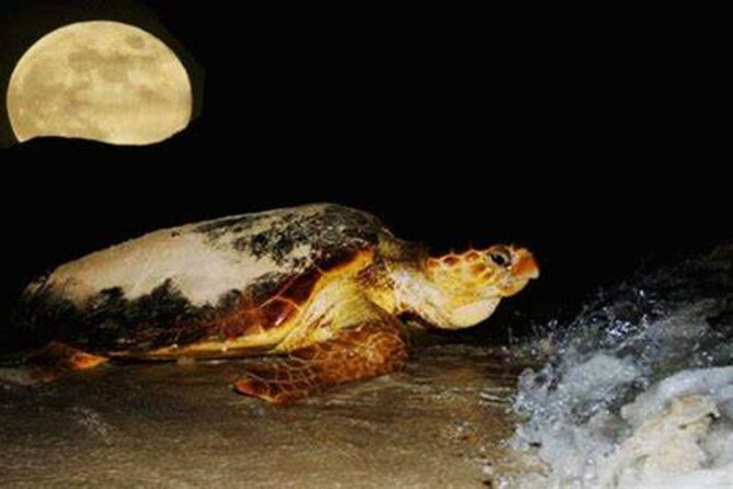Experience With Sea Turtles in Boavista - Best Time to Witness Sea Turtles in Boavista