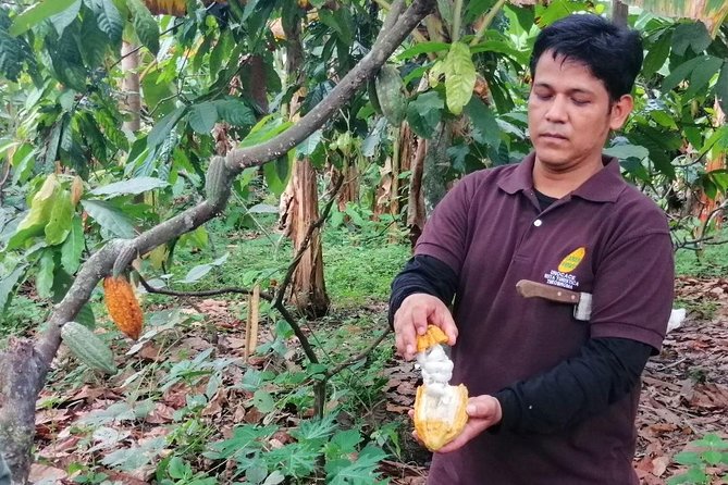 Explore Cacao Farm & Waterfalls on Tour - Tour Highlights