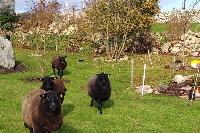 Farm to Table Experience and Irish Cooking Class in Galway - Common Questions