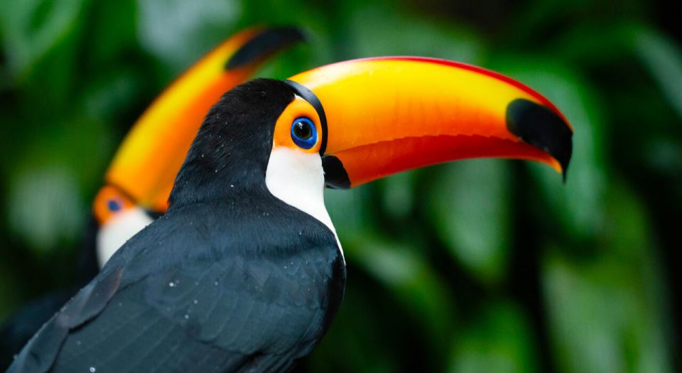 Foz Do Iguaçu: Bird Park Tour With Tickets - Booking Options