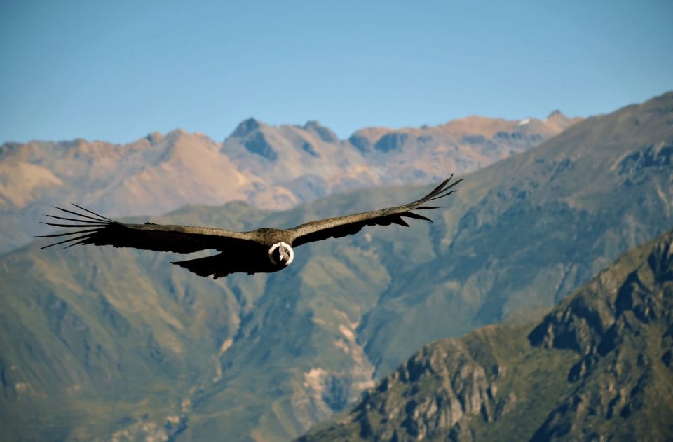 From Arequipa: 2-Days Tour of the Colca Canyon Hotel - Booking and Tour Details