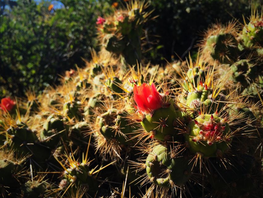 From Arequipa: 3-Day Colca Canyon Trek - Trekking Through Colca Canyon