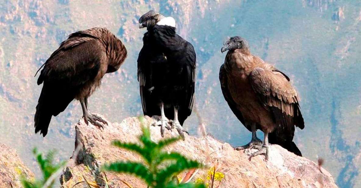 From Arequipa: Colca Canyon Excursion 2 Days 3 Star Hotel - Accommodation Details