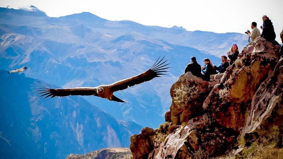 From Arequipa: Full Day Colca Canyon Tour