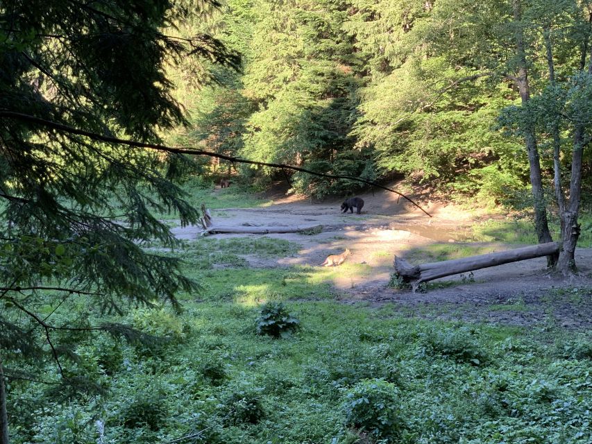 From Brasov: Bear Watching in the Wild - Detailed Observation of Brown Bears