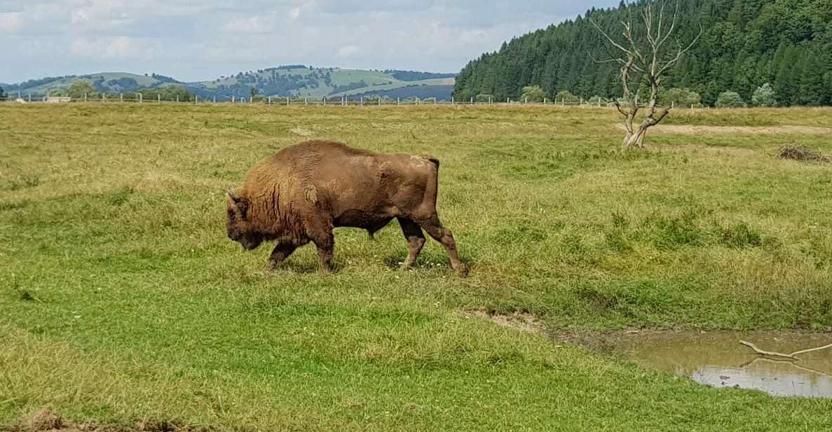 From Brasov: Day Trip to Bison Reserve & Traditional Lunch