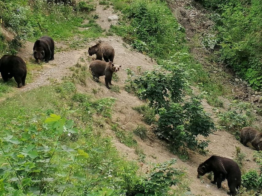 From Brasov: Small-Group Bear Watching Experience - Activity Details