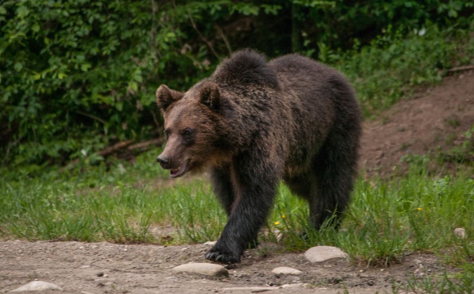 From Brasov: Small-Group Brown Bear Watching Tour - Experience Highlights