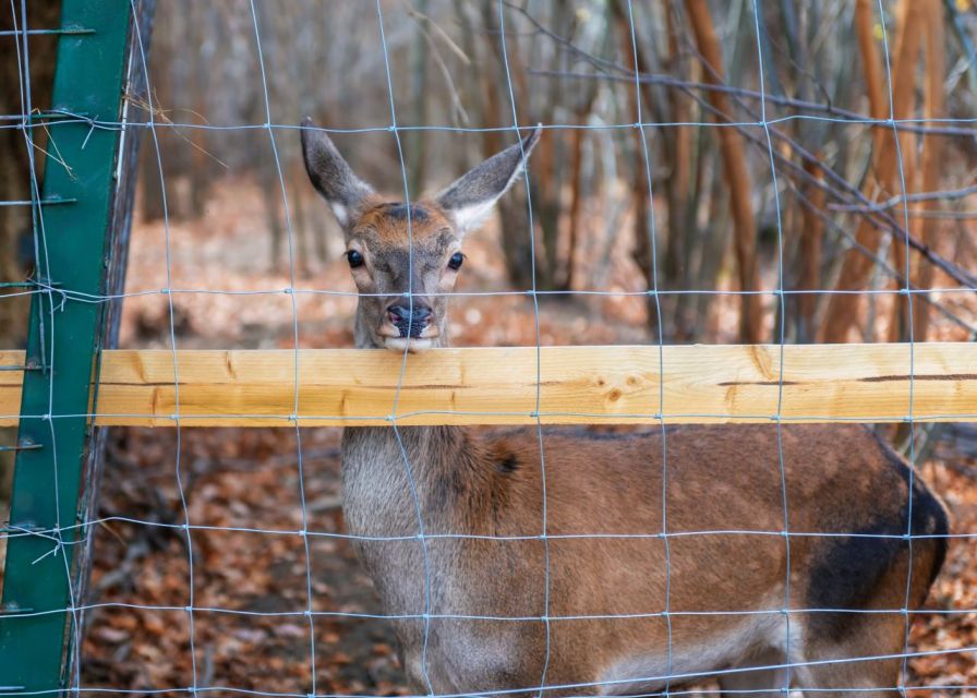 From Bucharest: Dracula’s Castle & Bear Sanctuary Day Tour
