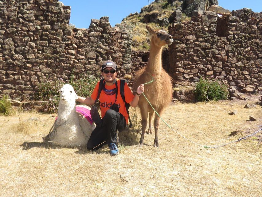 From Cusco: Llama Trekking - Activity Details