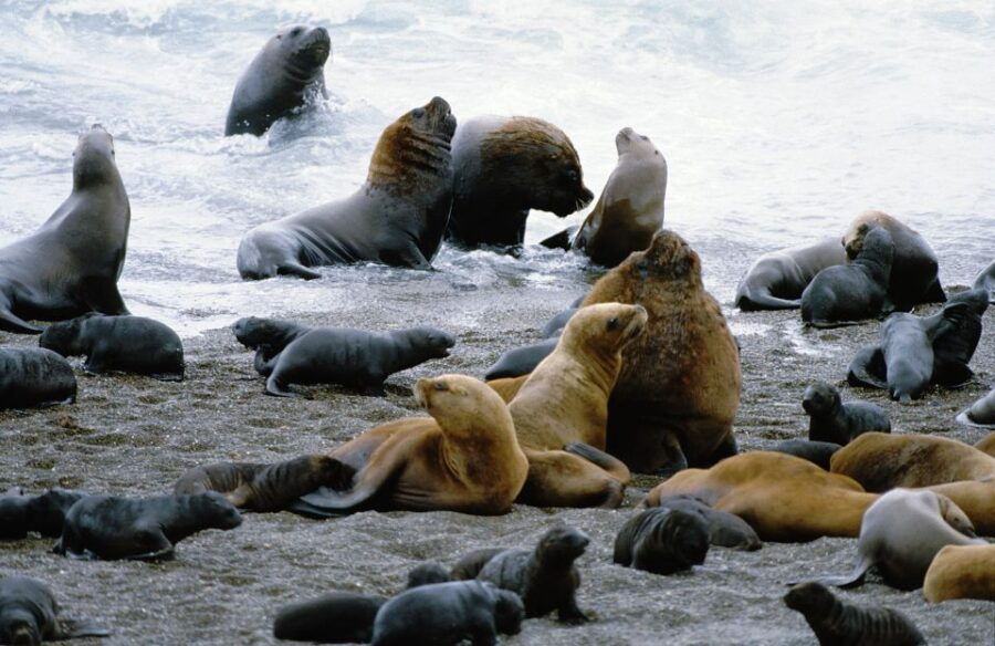 From Puerto Madryn: Valdes Peninsula Full-Day Tour - Good To Know