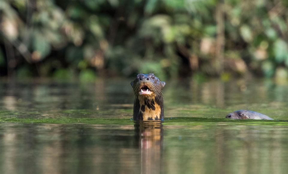 From Puerto Maldonado Hiking in the Jungle Sandoval Lak - Booking Details