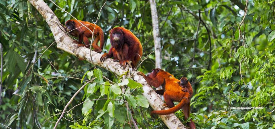 From Puerto Maldonado Kayak Tour Monkey Island for 1 Day - Tour Details