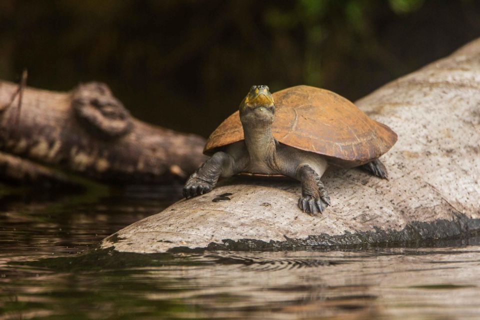From Puerto Maldonado: Tambopata National Reserve 2-Day Tour - Booking Details