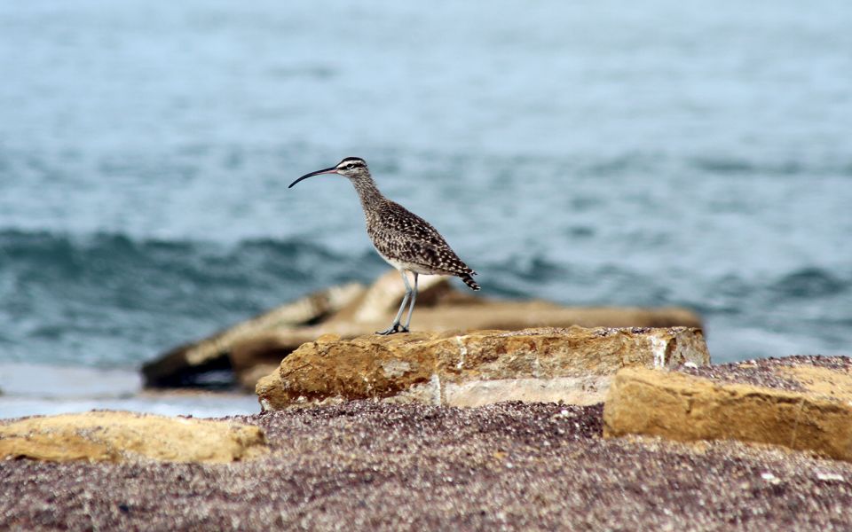 From San Martin Port: 3-Hour Paracas Reserve Tour - Tour Booking Information