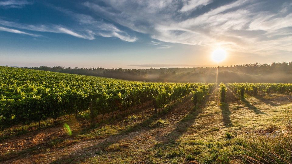 From Santiago: Isla Negra, Pablo Neruda Museum & Winery Tour - Experience Highlights