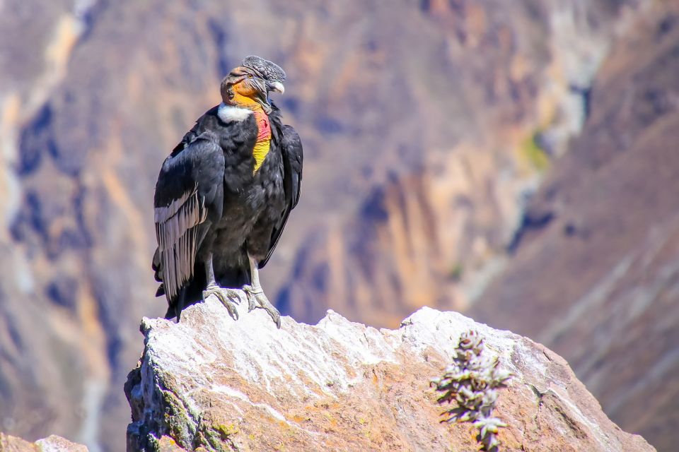 Full-Day Condor Viewpoint & Inca Sites Tour - Good To Know