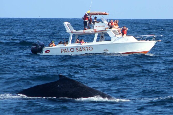 Full-Day Whale Watching Tour in Samana Bay From Cabeza De Toro - Tour Operator Information