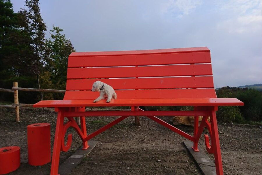 Gavi: Vineyard Tour With Truffle and Wine Tasting - Activity Details