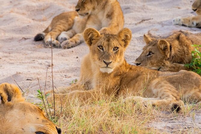 Guided Full Day Chobe National Park Tour From Livingstone - Tour Highlights