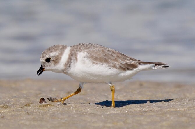 Half-Day Private Bird Tour of Fort De Soto Park in St. Petersburg - 2 Person Max - Meeting and Pickup Details