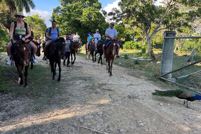 Horseback “Special”- Negril'S Beach Ride N' Swim With Free Photos/Videos - Reservation Issues