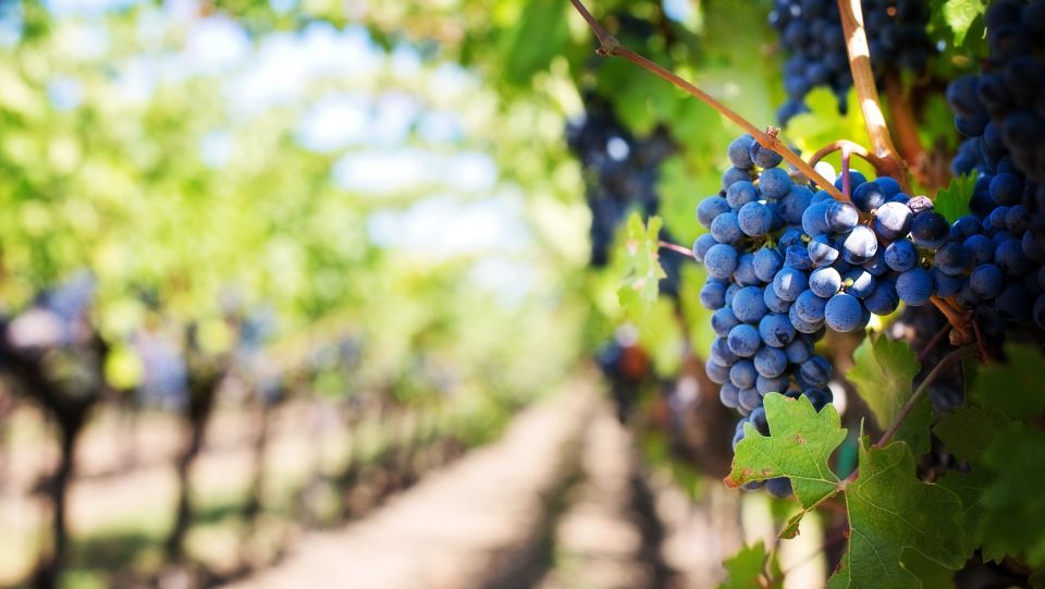Iasi: Cricova Winery, Chisinau City Tour and Capriana - Good To Know