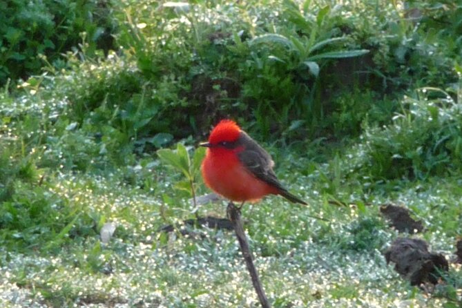 Iguazu Expeditions Morning Birdwatching - Good To Know