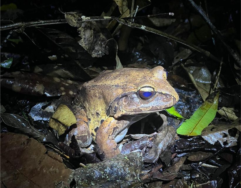 Iquitos: Private Amazon Expedition Tour 4 Days - Experience Highlights