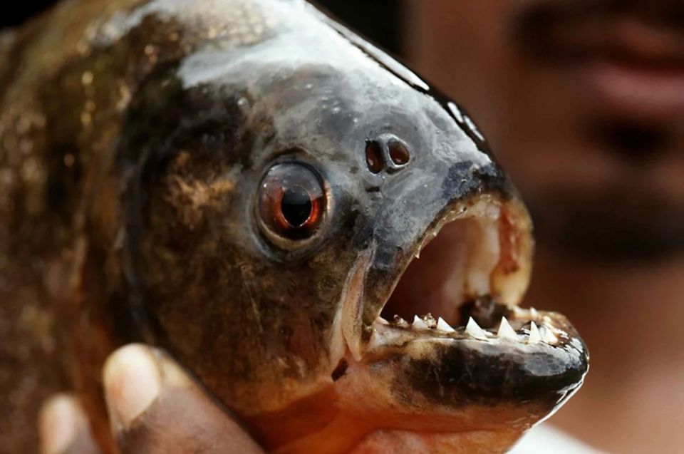 Iquitos: Visit the Exotic Belén Market Venice Loretana - Booking Details