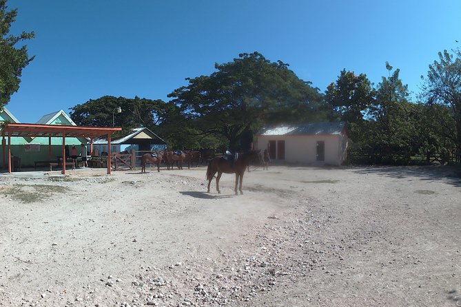 Jamaica Private Horse Riding on Land and Ocean Adventure - Experience Details