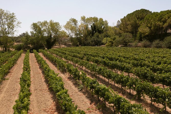 Kefalonia Wine Adventure in 3 Wineries With Tastings - The Sum Up